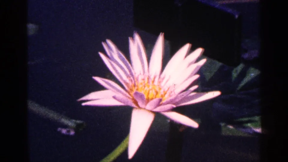 A pale purple water lily with a yellow center floats on dark water in the garden footage.