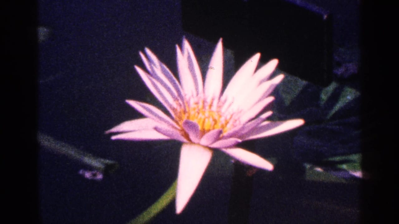 Pale pink water lily with yellow center floating on dark pond water.