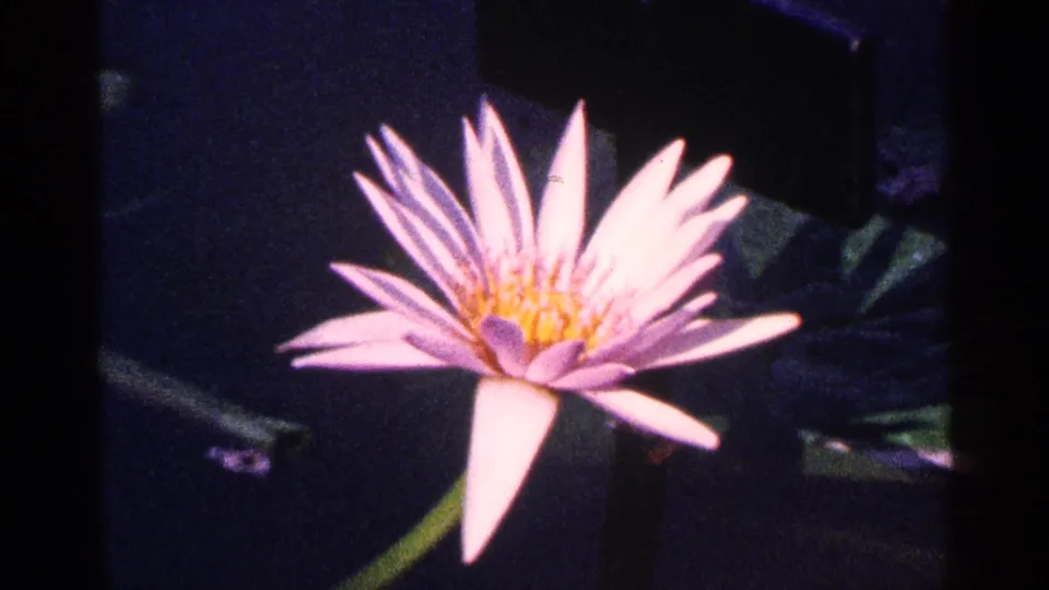 1964 8mm home-movie frame of a pale pink water lily with a yellow center on dark pond water, likely in New York City per metadata.