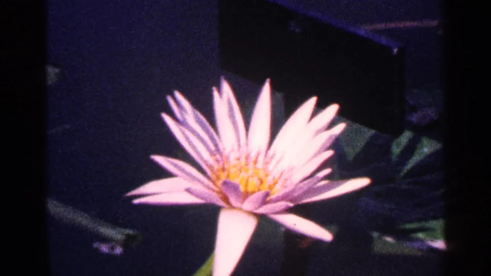Close 8mm frame of a pale pink water lily and yellow center against dark pond water, from the 1964 New York City home-movie clip metadata.