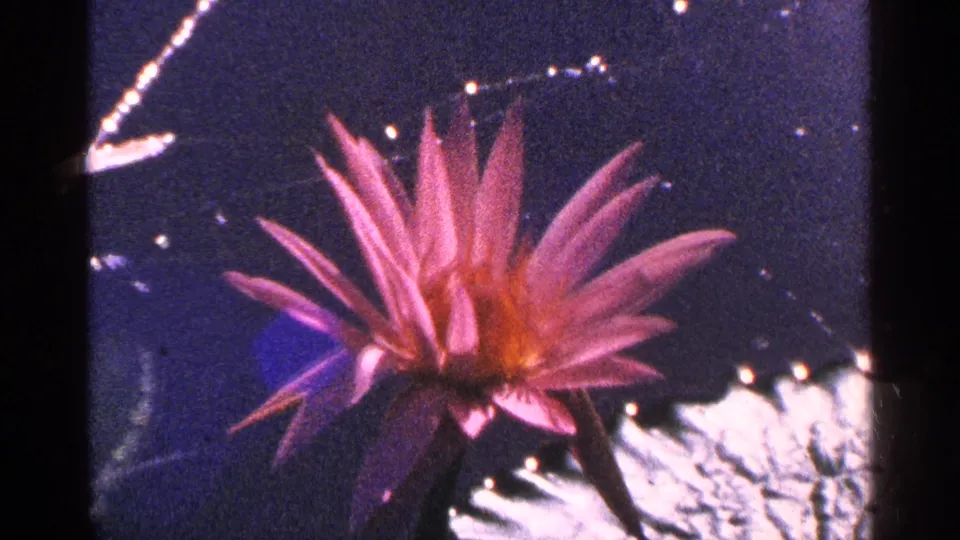 1964 8mm frame showing a vibrant pink water lily on dark water, with reflections and bright highlights visible around the flower.