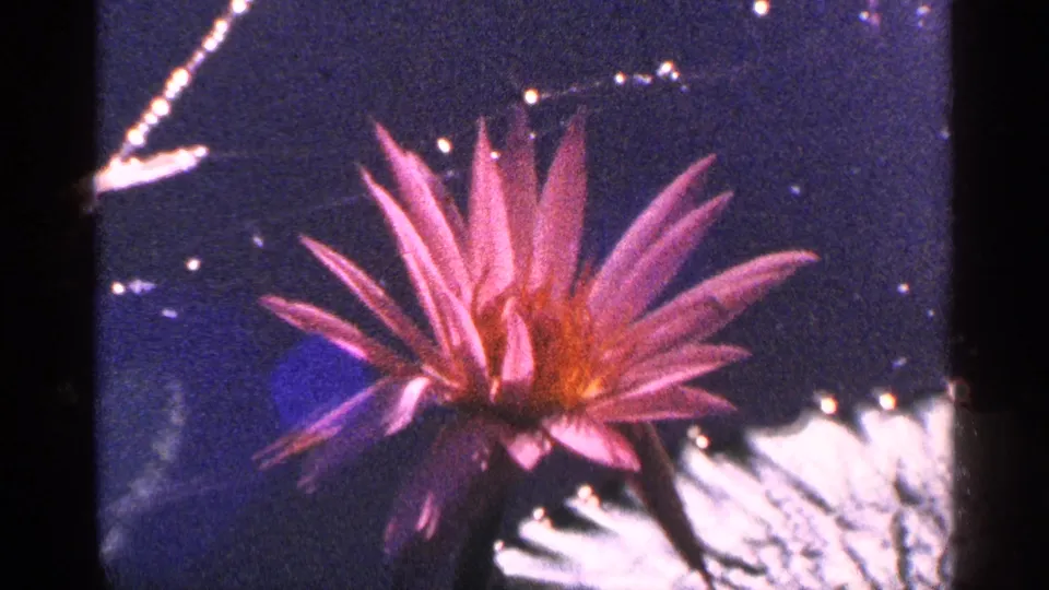 End frame from the 1964 New York City 8mm clip, showing a pink water lily against dark pond water with bright reflected shapes.