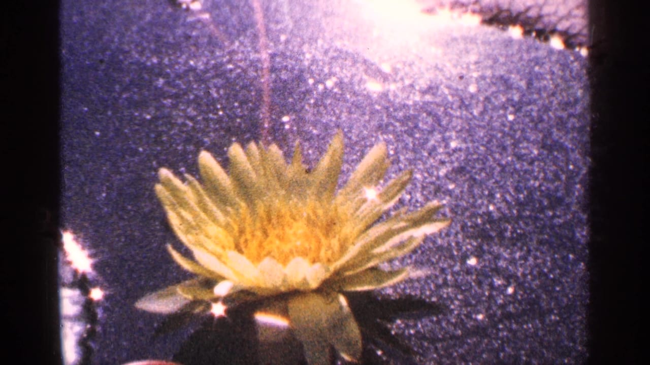 1964 New York City 8mm frame showing a yellow water lily on reflective, grainy blue water.