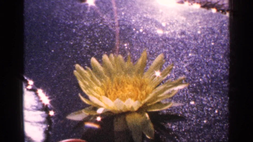 Close 8mm view of a yellow water lily on sunlit water, using the supplied 1964 New York City metadata.
