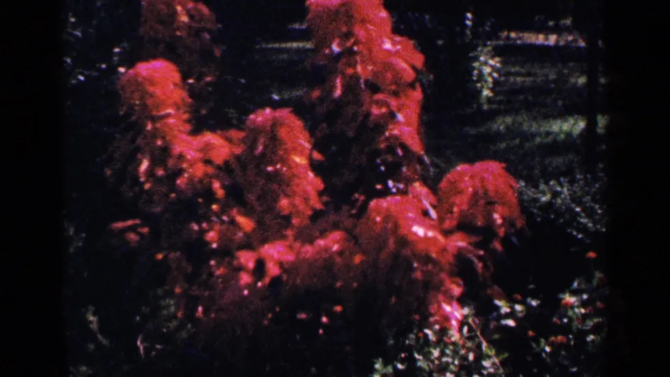 1964 New York City 8mm frame showing saturated red flowers in a shadowed garden setting.