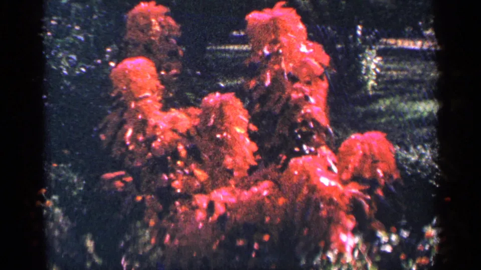 Soft 8mm frame of red garden flowers and dark greenery, tied to the supplied 1964 New York City clip metadata.