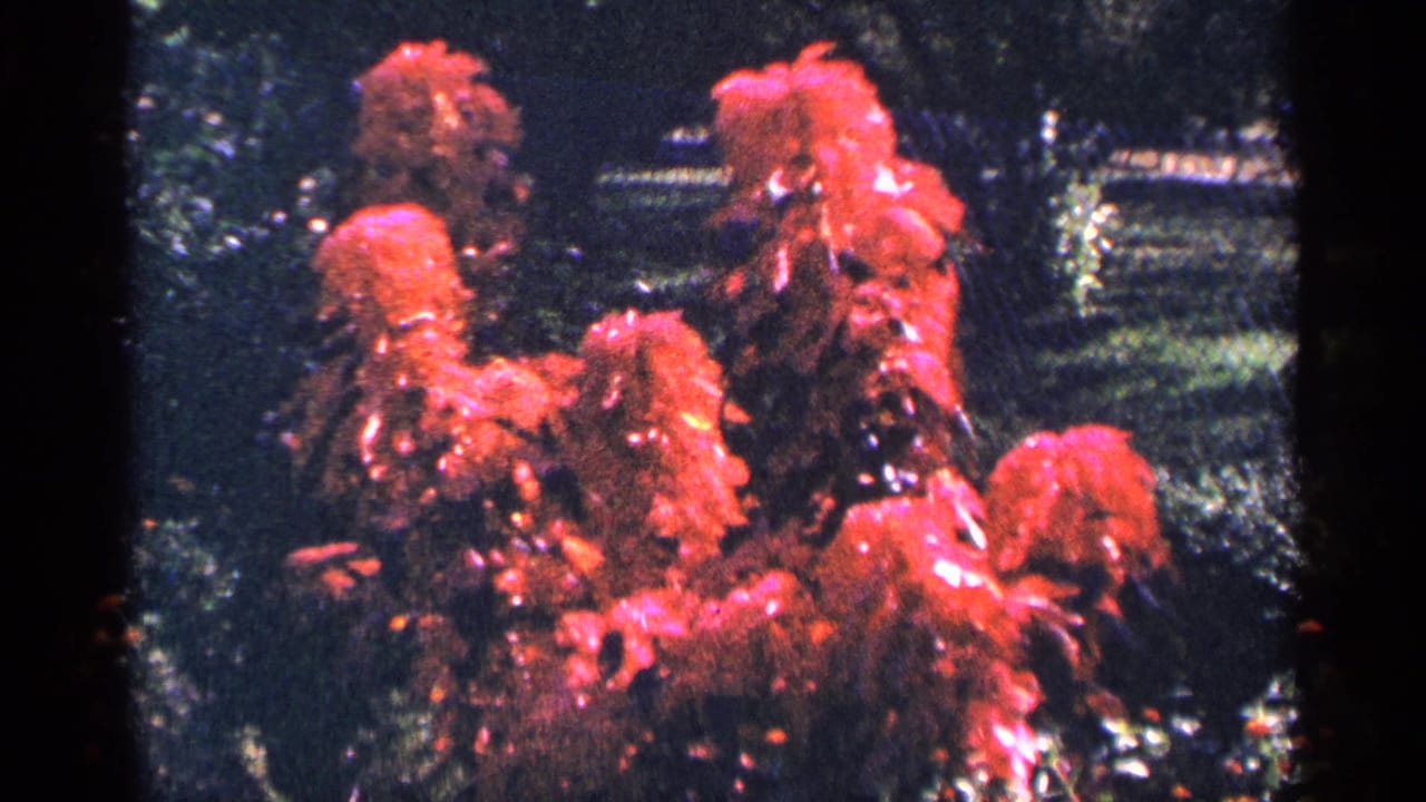 Red fountain spray or flower forms against dark garden background.