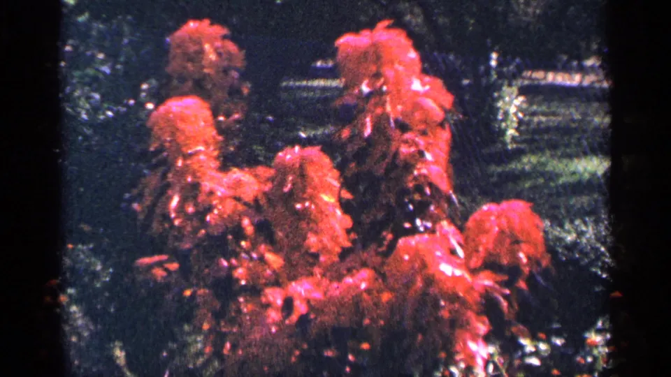 1964 8mm New York City home-movie frame showing red fountain spray or dense red blossoms near a dark garden setting.