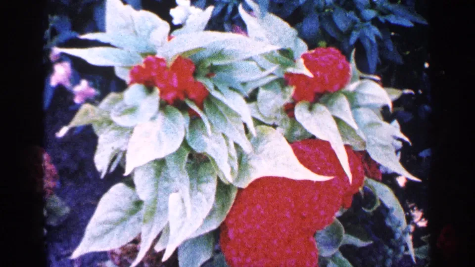 1964 New York City 8mm close-up of vivid red blossoms framed by pale variegated leaves and darker garden foliage.