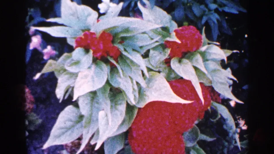 1964 New York City home-movie frame with red flowers, pale foliage, and dark background plants in handheld 8mm color.