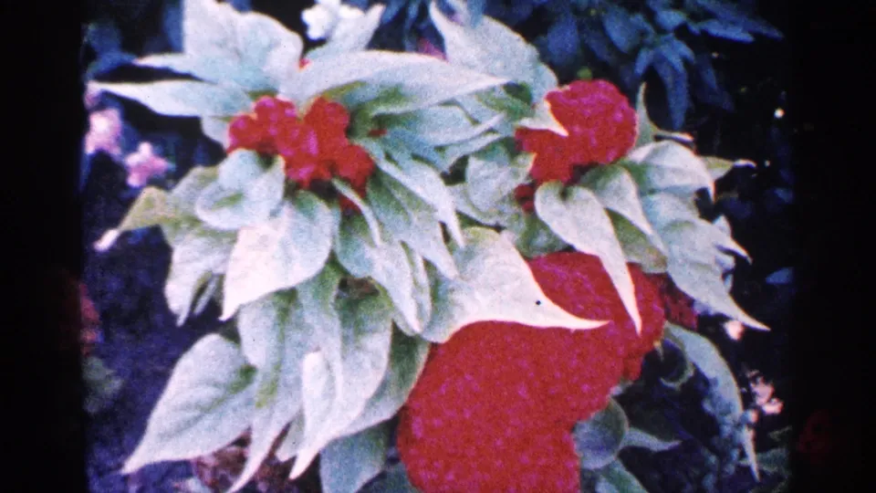 1964 New York City 8mm frame showing pale variegated leaves with red blossoms, held in a close garden composition.