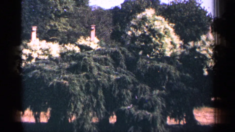 The clip shifts to a planted park area in 1964 New York City, showing trees, shrubs, light-colored posts or monument details, and sunlit flowers.