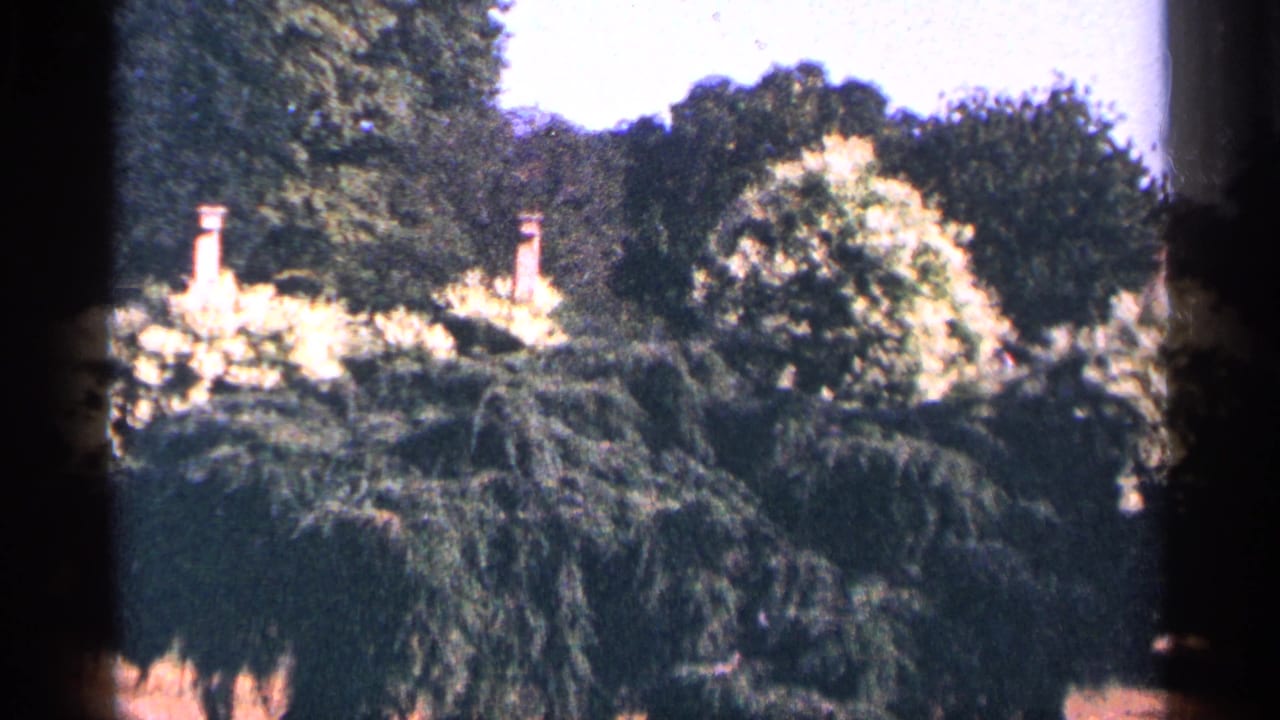 1964 New York City home-movie frame of sunlit trees, pale flowering shrubs, and brick chimneys partly hidden by garden foliage.