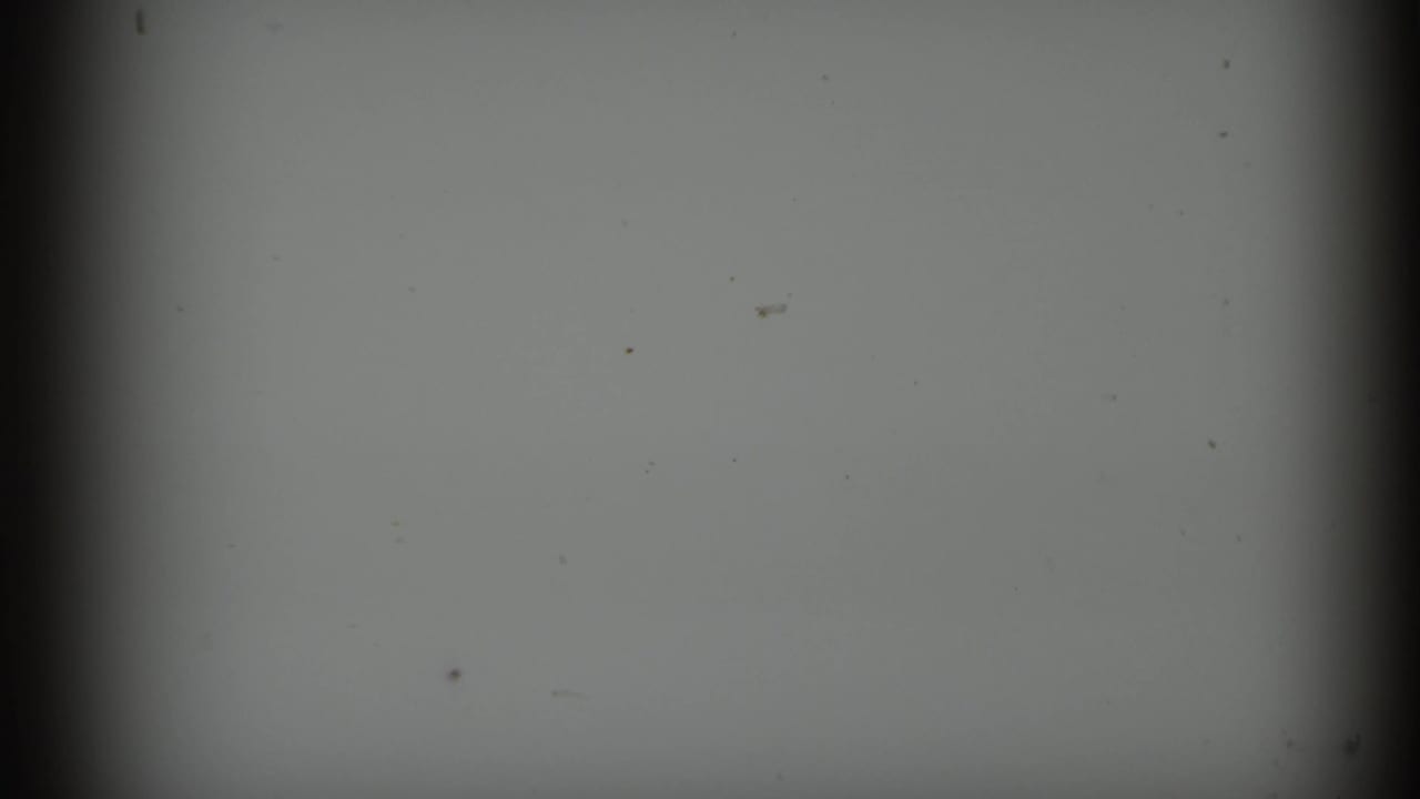 Gray exposed 8mm frame with dust, soft vignetting, and dark gate edges from the 1964 home-movie scan.