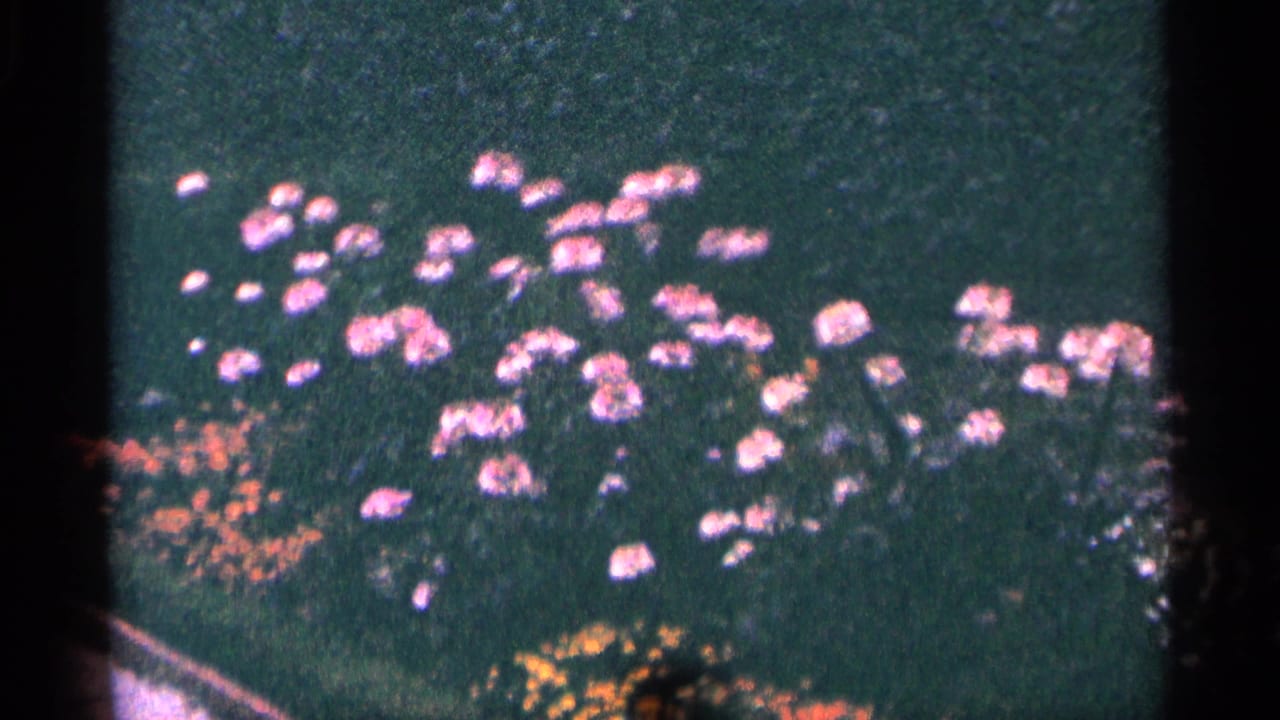 1964 8mm home-movie frame showing pink and orange garden flowers near Niagara Falls, Canada, with dark scan borders.