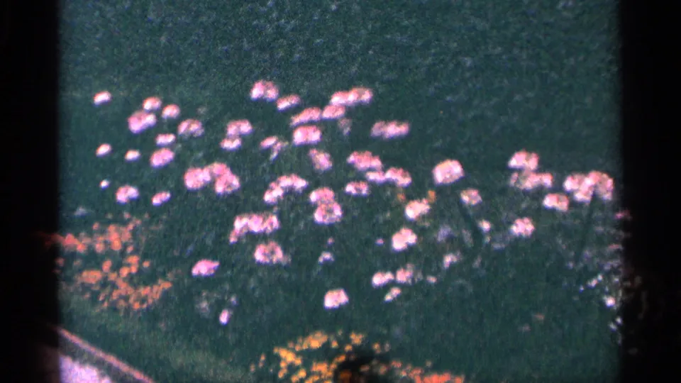 1964 8mm home-movie frame showing pink and orange garden flowers near Niagara Falls, Canada, with dark scan borders.
