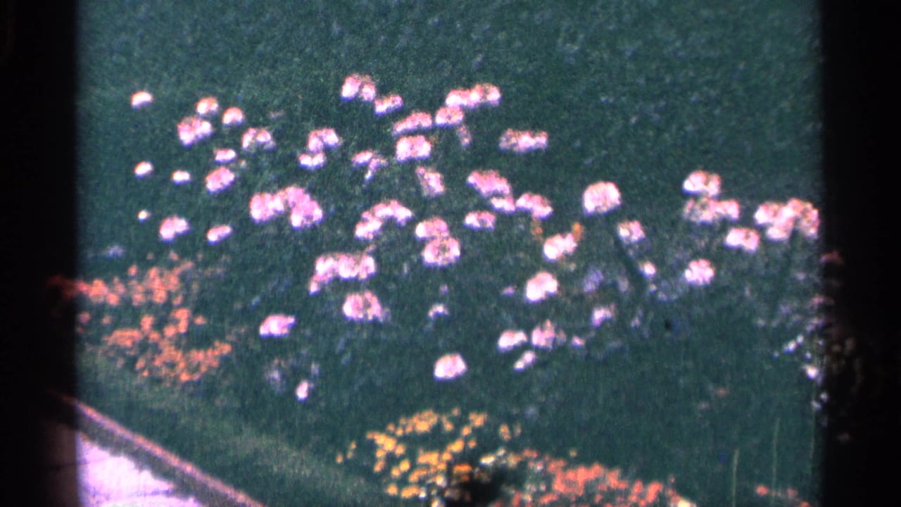 Flower bed with pink blossoms, orange blooms, and green lawn in soft focus.