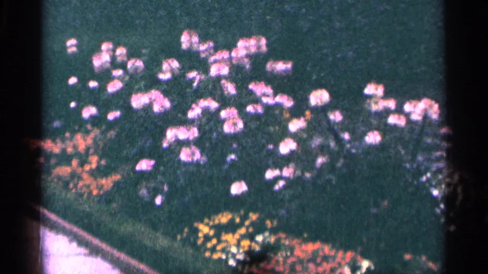 1964 8mm home-movie frame of colorful garden plantings near Niagara Falls, Canada, seen with soft focus and visible film texture.
