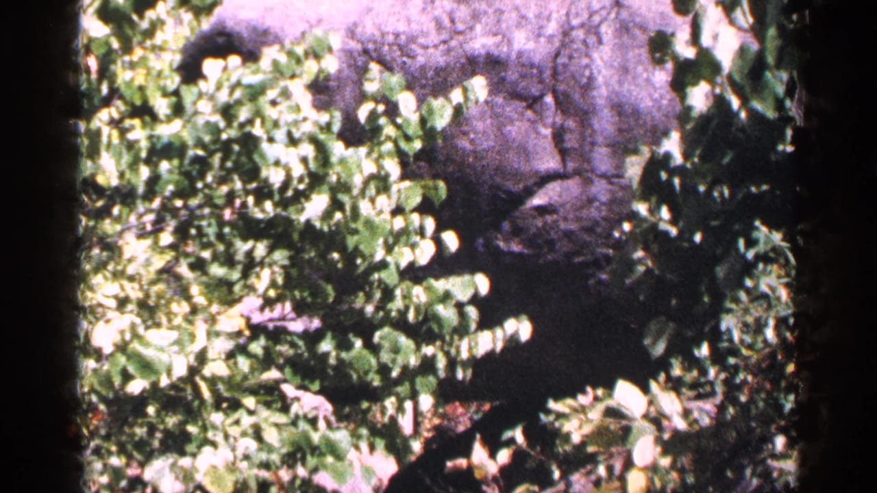 1964 Pennsylvania 8mm frame showing dense green foliage beside a shaded rocky or wooded hillside.