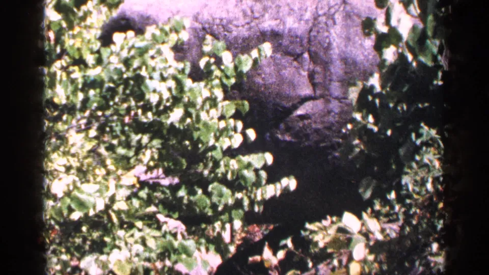 1964 Pennsylvania 8mm frame showing dense green foliage beside a shaded rocky or wooded hillside.