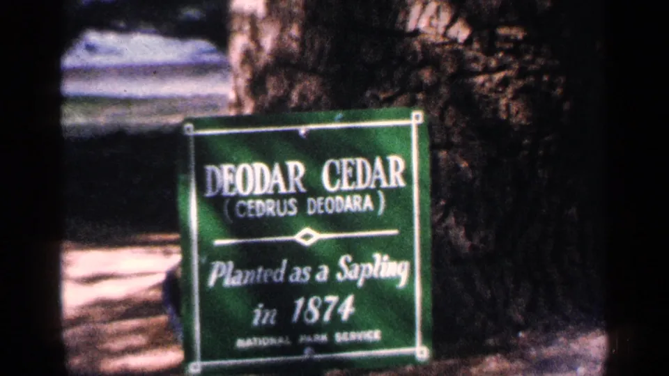 Close 1964 Washington DC park frame of a green National Park Service Deodar Cedar sign beside a large tree trunk.