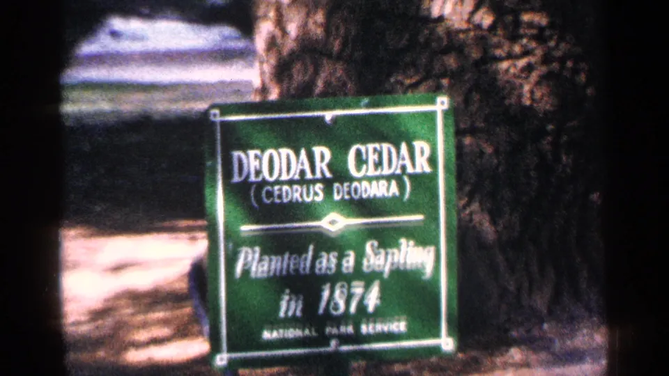 Close 8mm frame of the National Park Service Deodar Cedar sign beside a tree trunk in Washington DC parkland.