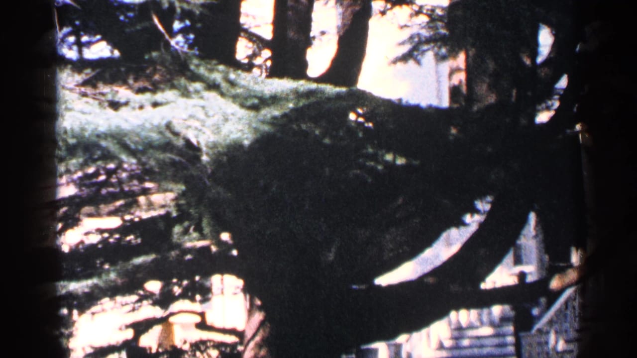 1964 Washington, DC home-movie frame showing a broad evergreen branch partly obscuring a pale exterior and steps.