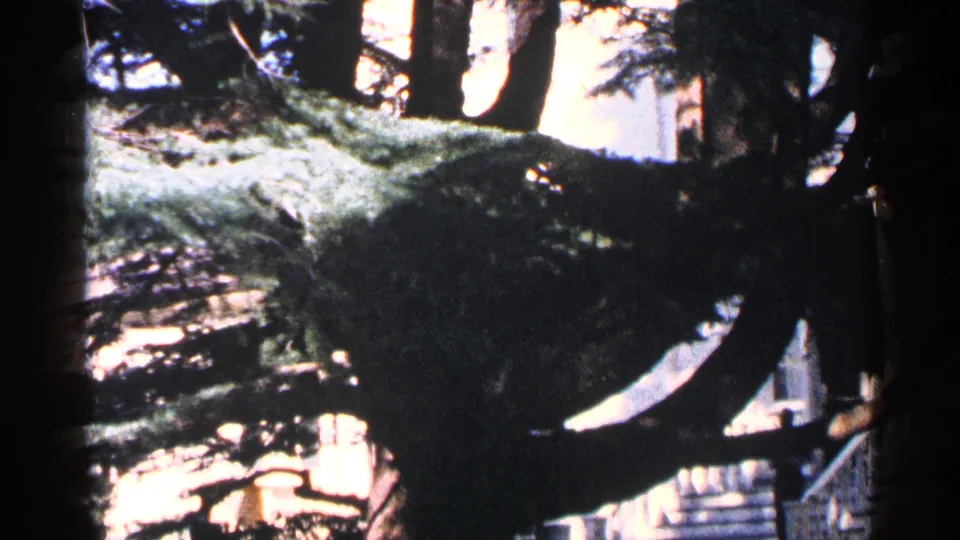 1964 Washington, DC home-movie frame showing a broad evergreen branch partly obscuring a pale exterior and steps.