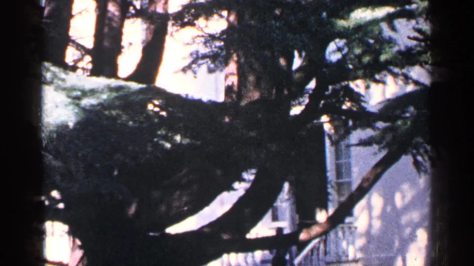 1964 Washington, DC frame with dark evergreen limbs crossing a sunlit building facade, windows, and stair railing.
