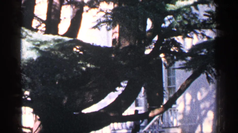 1964 Washington, DC home-movie still of evergreen branches in front of a pale building, window, and angled stair rail.