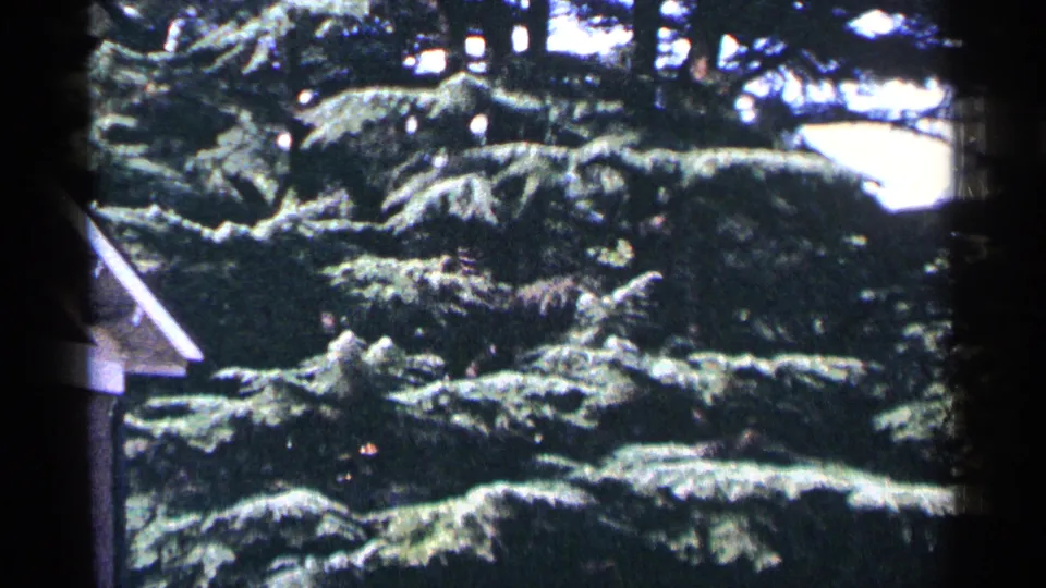 1964 Washington, DC frame showing dense evergreen foliage layered across the view, with a small roofline partly visible behind.