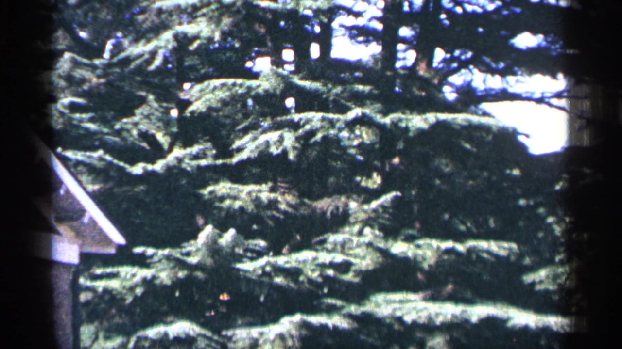 Evergreen branches fill the frame with a small roof edge at lower left.
