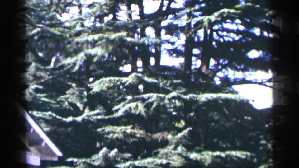 1964 Washington, DC frame with layered conifer limbs, dark trunks, and washed bright sky in a suburban yard view.