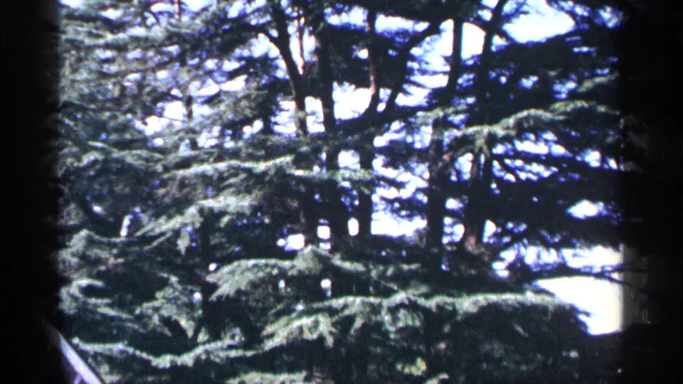 1964 Washington, DC home-movie still showing evergreen branches with a small roof corner and bright sky behind the trees.
