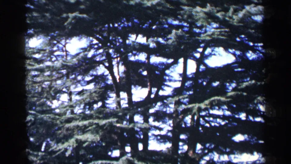 1964 Washington, DC frame showing darker evergreen branches and trunks against a bright, overexposed sky.