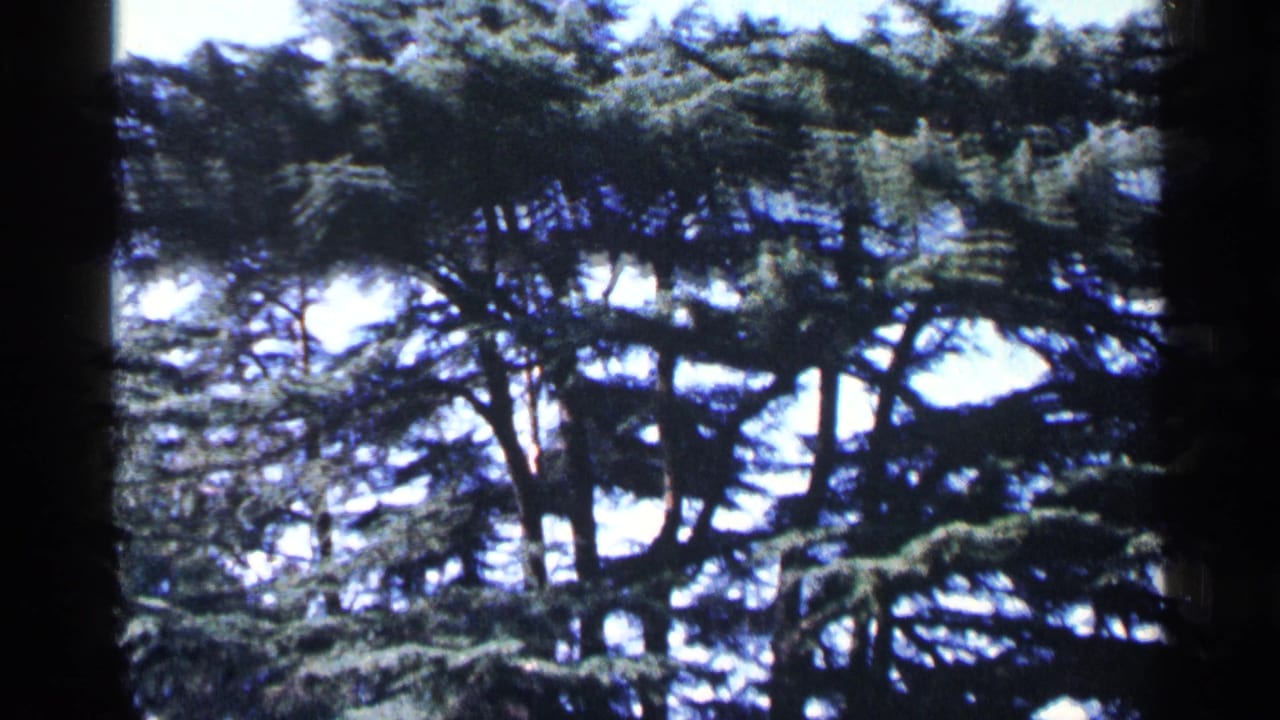 Dense green tree canopy in Washington DC 1964 home-movie footage, with dark film edges and soft handheld focus.