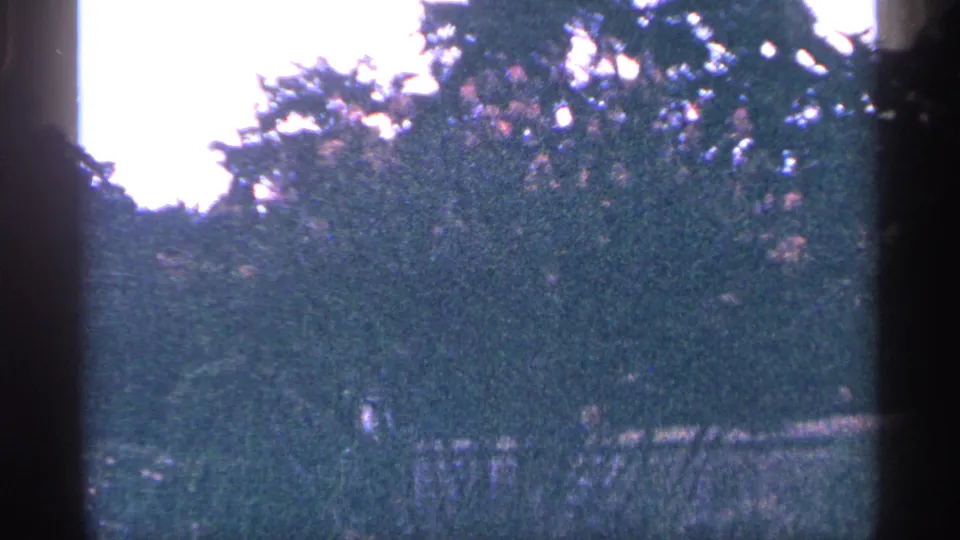 1964 Washington DC frame showing dense shrubs, flowers, and a bright overexposed path or open area beyond the garden bed.