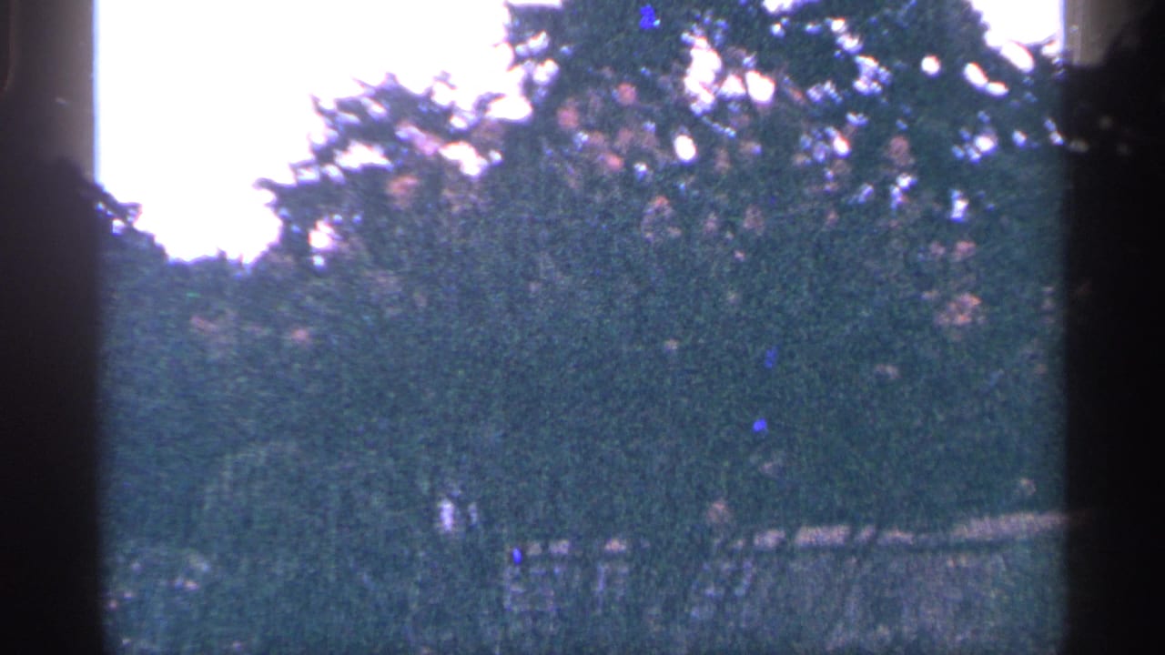 Leafy trees and dark frame edges obscure a distant lake view.