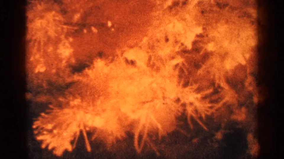 Warm, grainy 8mm frame with orange foliage or flower-like forms filling most of the view.