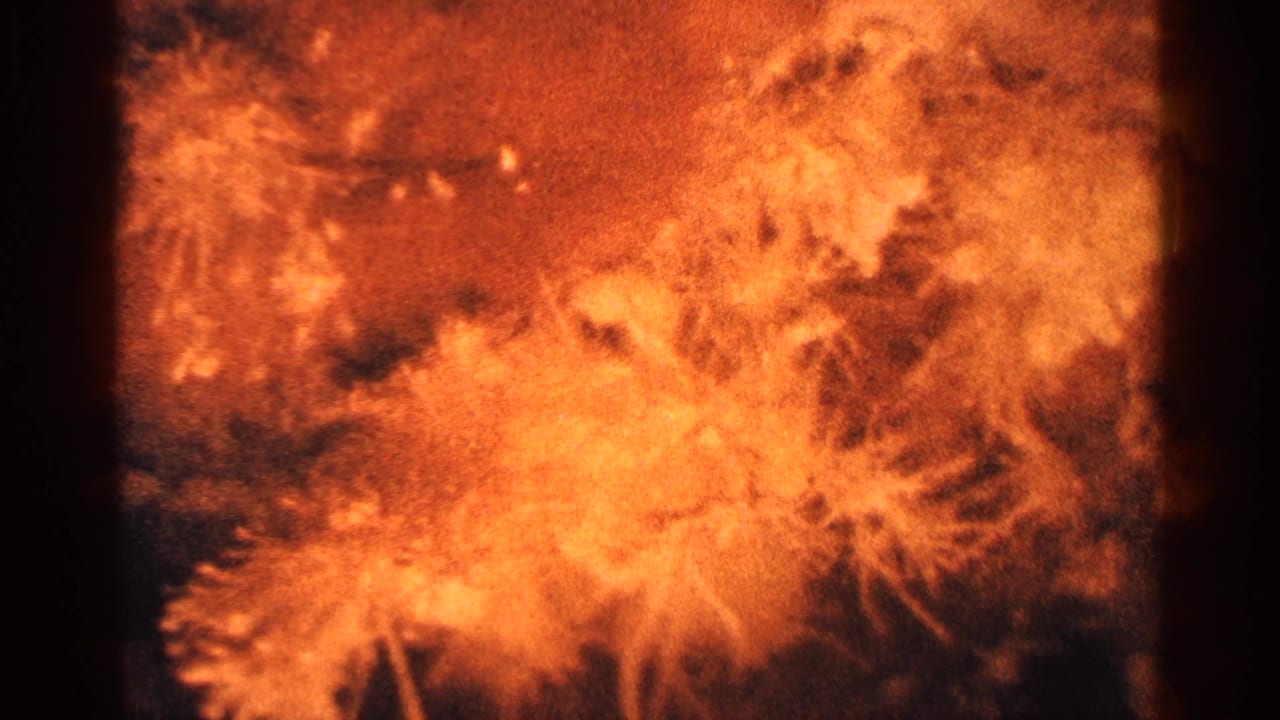 Warm-toned 8mm close-up of orange, feathery flower forms against a dark background, with visible film grain and edge shadowing.