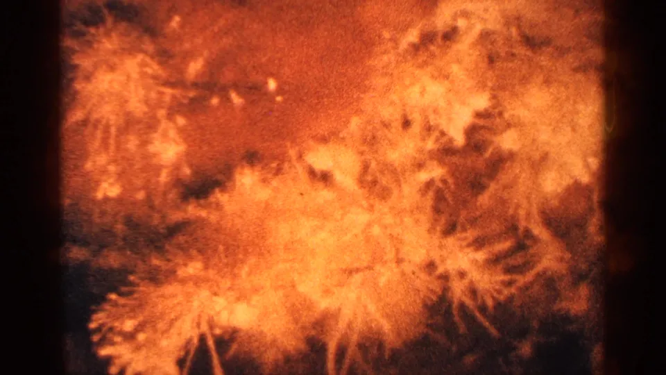 Close-up of orange feathery flower shapes in warm 8mm color, framed by dark edge shadows and visible grain.