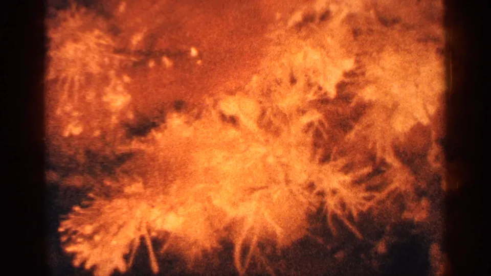 Warm, grainy 8mm frame showing a blurred orange feathery flower cluster against a dark background with visible scan texture.