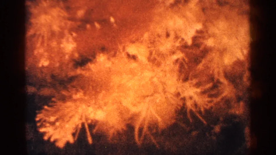 Grainy 8mm close-up of orange feathery flower forms, with dark surrounding areas and warm mid-century home-movie color.