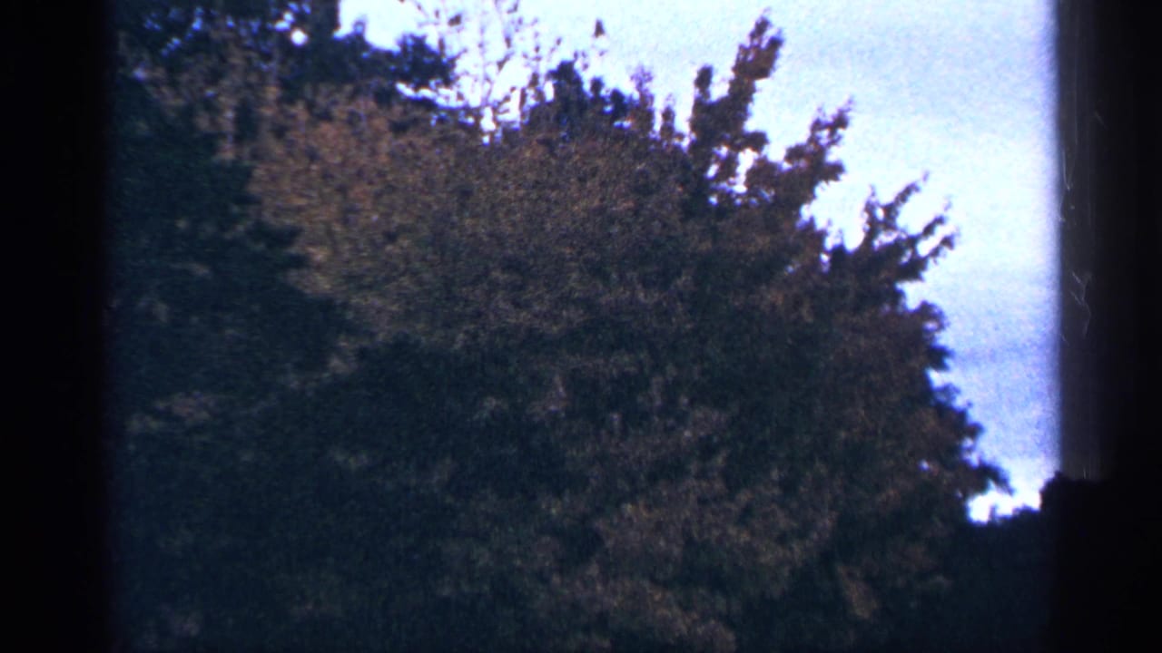 Leafy tree canopy against pale sky with dark film borders.