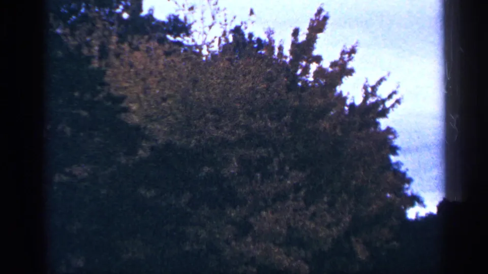 1964 Washington DC 8mm frame showing dense tree foliage against pale sky, with soft focus and dark gate edges.