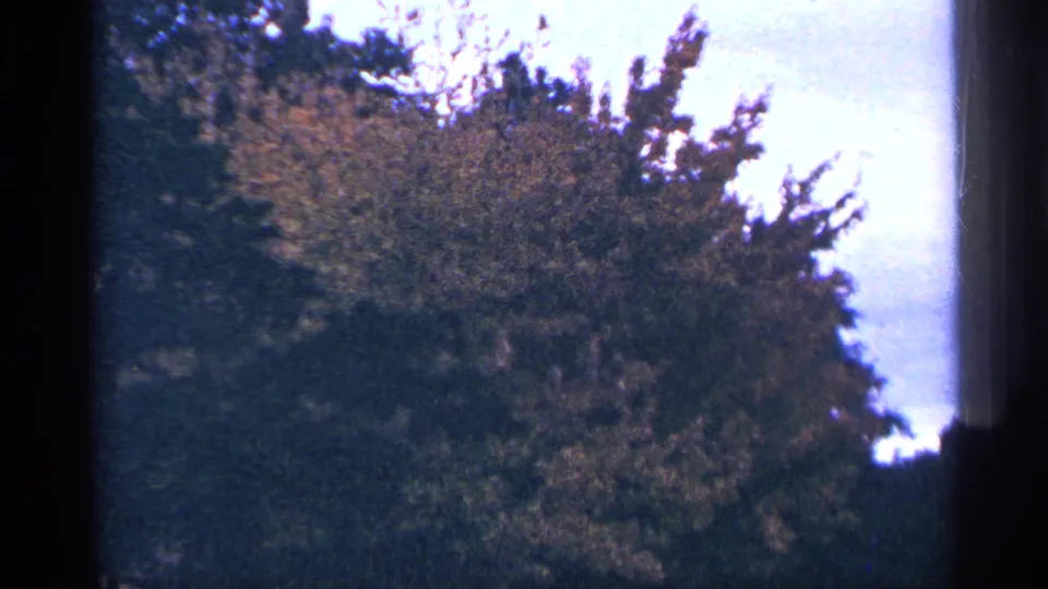 Washington DC 1964 home-movie frame of treetops and pale sky, with grain, soft focus, and uneven exposure.