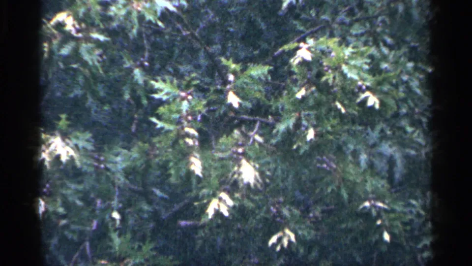 Leafy branches and dense green foliage fill a 1964 Washington, DC home-movie frame.
