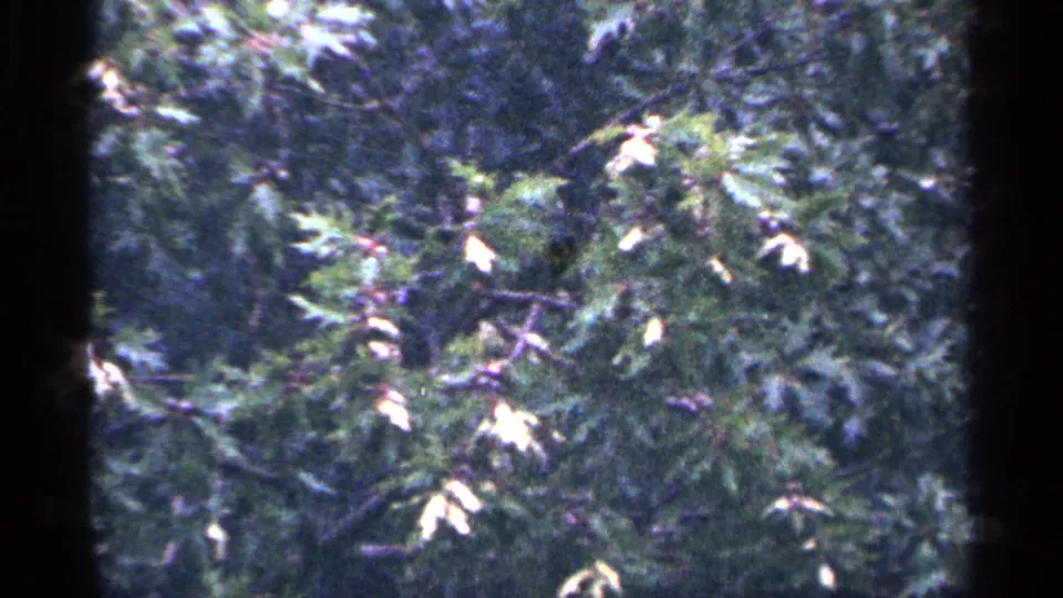A second foliage-heavy 8mm frame shows layered leaves and branches in the wooded Washington, DC setting.