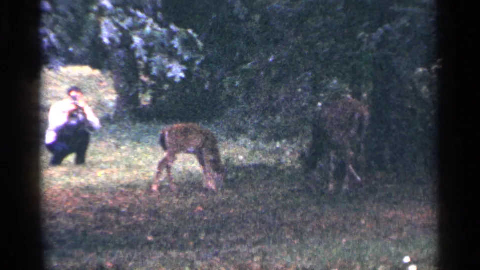 In 1964 Washington, DC footage, a man kneels in grass with a camera while two deer graze beside a wooded tree line.