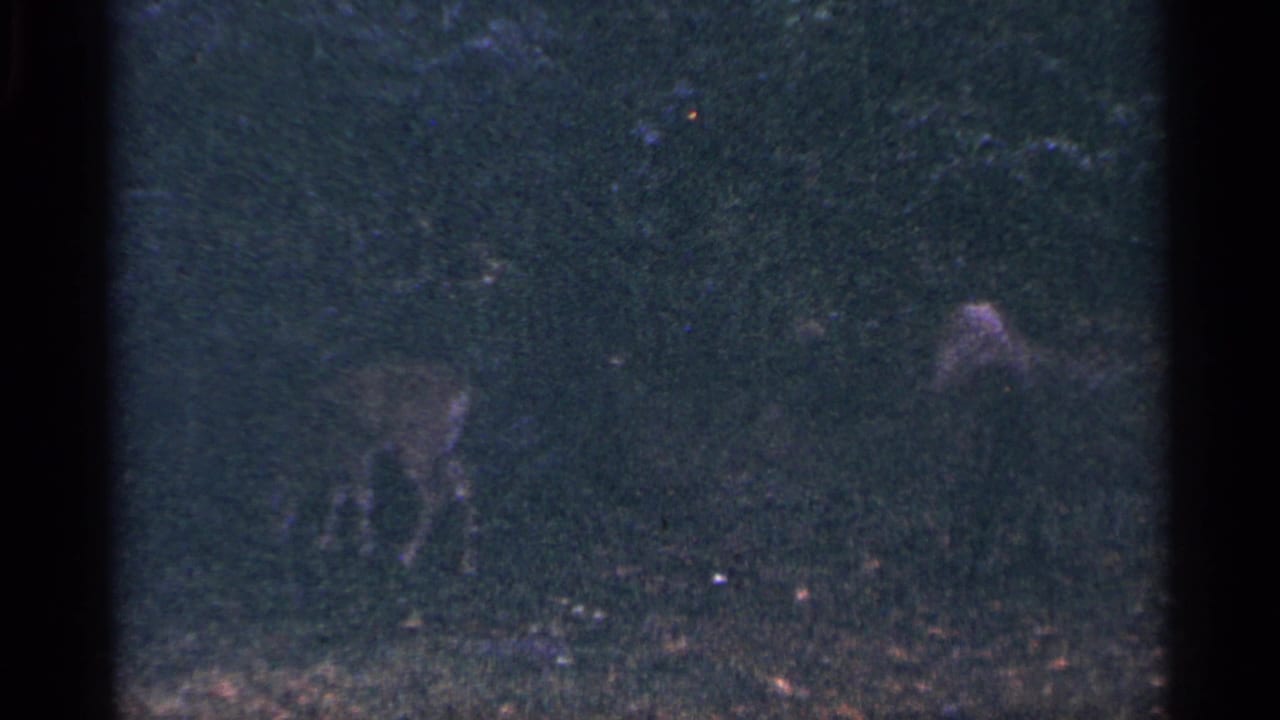 A deer stands in dim grass and underbrush near a wooded roadside in 1964 West Virginia 8mm footage.